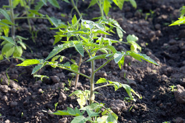 Photo agriculture, Europe  