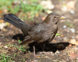Close up of a female blackbird