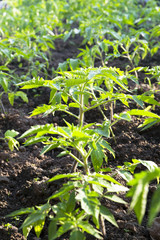 Photo   agricultural products