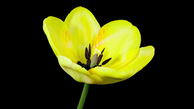 Timelapse of yellow tulip flower blooming on black background in 4K (4096x2304)