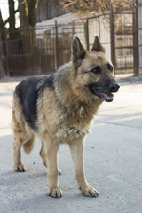 Homeless dog on the road