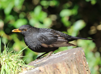 Close up of a male Blackbird on a tree trunk