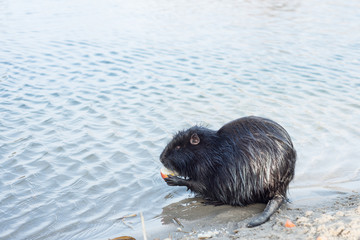 Nutria eat bread