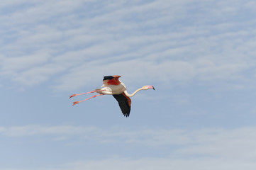 Obraz premium Flamant rose