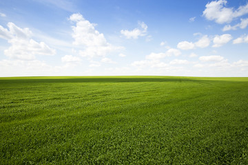 field with cereals  