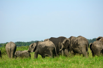 African elephants, Maasai Mara Game Reserve,Kenya