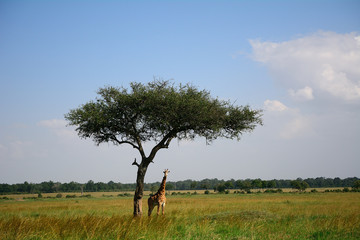 Maasai giraffe, Maasai Mara Game Reserve, Kenya