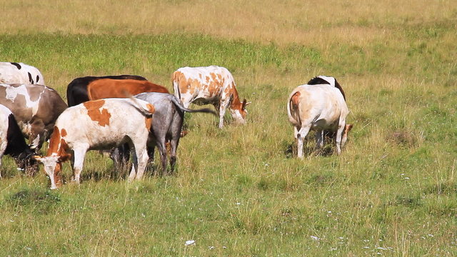 The Cows on green field.