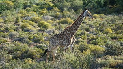 Naklejka premium Giraffe im Sanbona Nationalpark