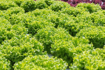 Green coral lettuce