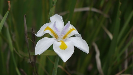 Schönheit der Lilie © familie-eisenlohr.de