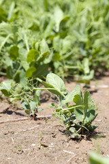 Pea sprout in the spring  