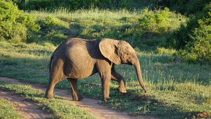 Fototapeta na wymiar Elefantenspaziergang