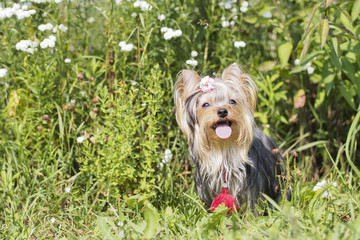 Yorkshire terrier in a grass