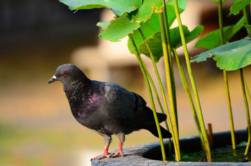 Obraz premium Portrait of a pigeon close up