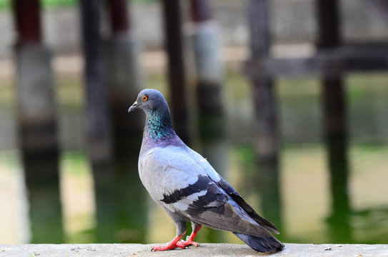 Portrait of a pigeon close up