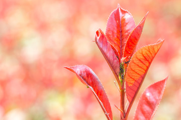Ants on a red plant farming louse
