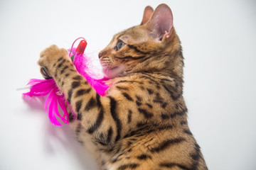 Bengal cat playing on white background