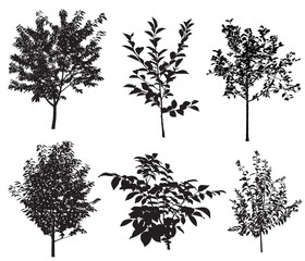 Collection of silhouettes of garden trees. Vector.