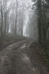 Fototapeta premium Moody dramatic foggy forest landscape Spring Autumn Fall