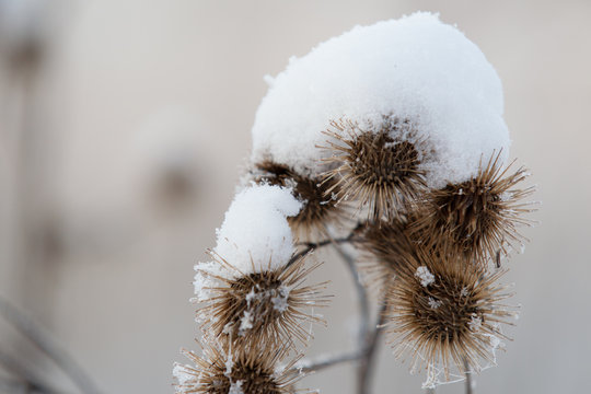 Schneeblume