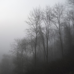 Obraz na płótnie Canvas Moody dramatic foggy forest landscape Spring Autumn Fall