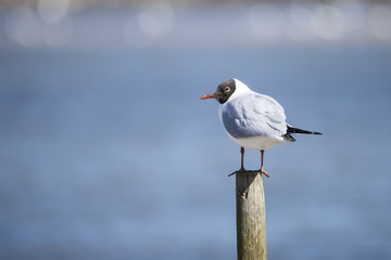 Portrait of Mediterranean Gull Icthyaetus Melanocephalus
