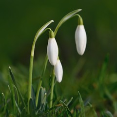 Snowdrops (Galanthus nivalis) Flowers in spring season. Beautiful natural blurred background with sun rays.
