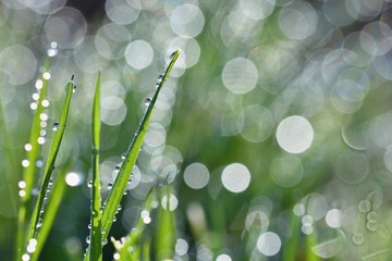 Obraz premium Dew on the grass. Beautiful natural spring blurred background. Morning in the grass