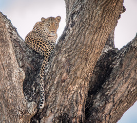 Leopard in a tree