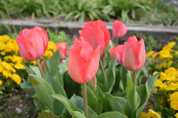Tulip in garden