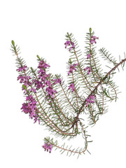 Lucky purple heather, calluna, isolated on white.