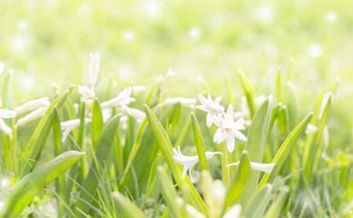 Field early hyacinths
