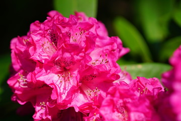 Fototapeta premium Rhododendron catawbiense