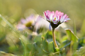 Beautiful blooming daisy in the grass with the sun in the spring.