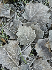 Fallen poplar leaves covered with ice crystals of morning frost