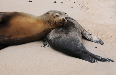 Galapagos Seelöwen schlafen