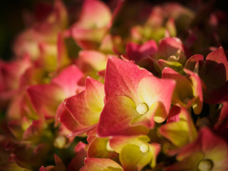 Close up of hydrangea flower