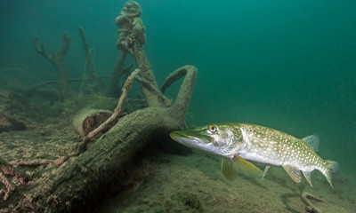 Fototapeta premium Pike