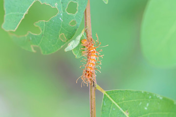caterpillar on green leaf, macro