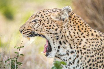 Yawning Leopard