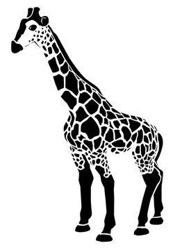 Illustration noire d'une girafe sur fond blanc