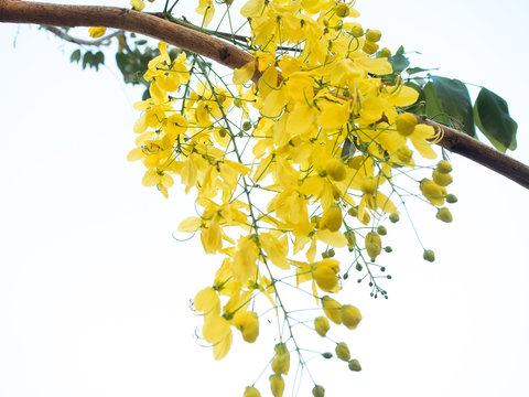 Khoon Tree รูปภาพKoon – เลือกดูภาพถ่ายสต็อก เวกเตอร์ และวิดีโอ14,057 | Adobe Stock