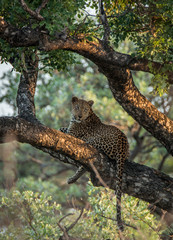 Fototapeta na wymiar Leopard laying in a tree