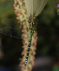 Southern Hawker dragonfly,  (Aeshna cyanea), male hanging from a leaf, Gloucestershire, England, UK.