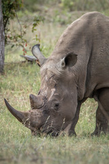 Grazing White rhino