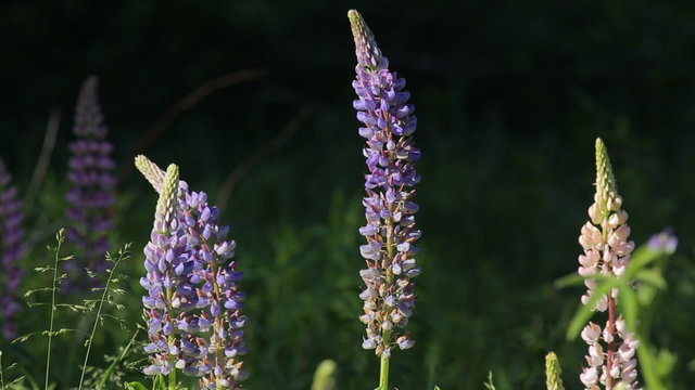 Perennial lupines stand tall in a sunny, spring evening against a dark background.
