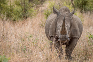 Fototapeta premium Starring White rhino