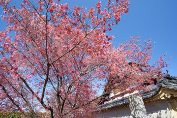 長徳寺　オカメザクラ