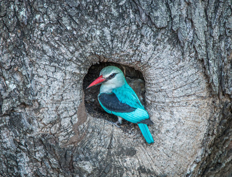 Woodland Kingfisher In A Tree